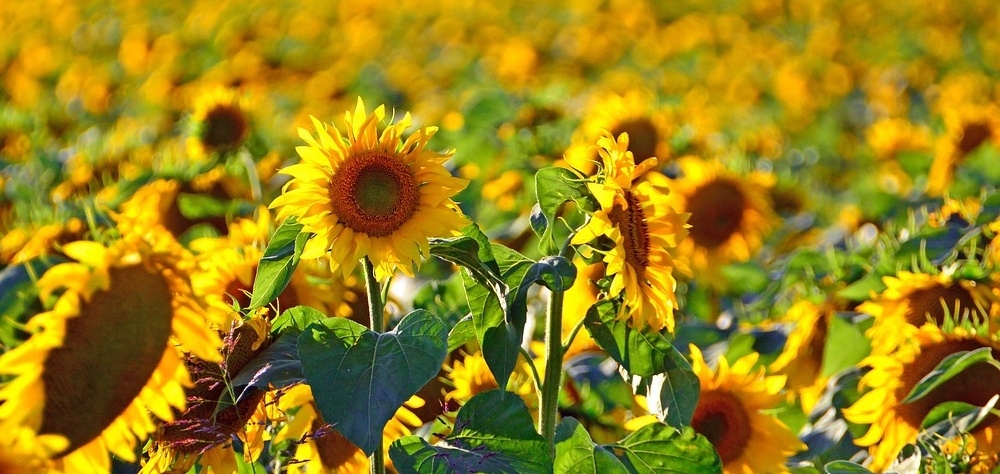 Rusia menține până în 2028 taxele la exportul de floarea soarelui Rusia menține până în 2028 taxele la exportul de floarea soarelui