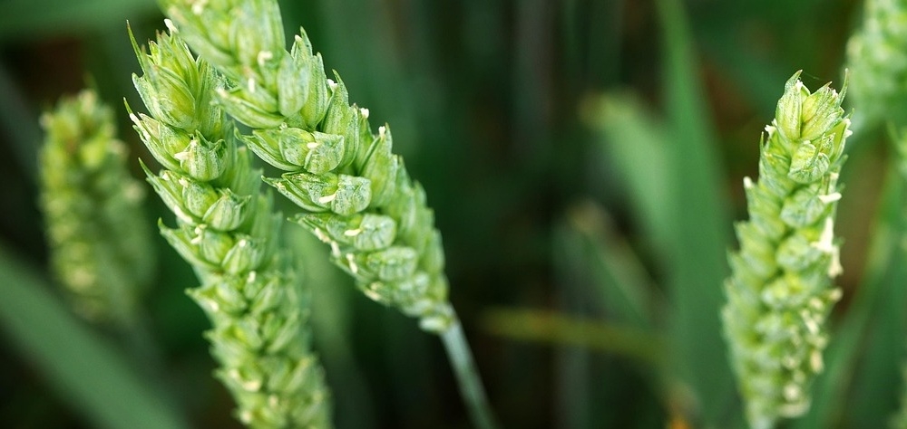 Grâul Euronext revine peste pragul de 193 €/t Grâul Euronext revine peste pragul de 193 €/t