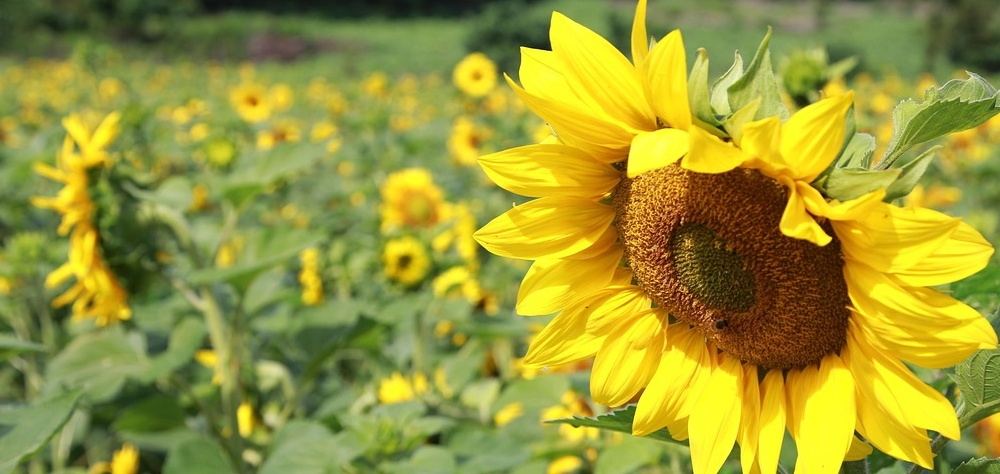 Piața uleiului de floarea-soarelui din Marea Neagră stagnează Piața uleiului de floarea-soarelui din Marea Neagră stagnează