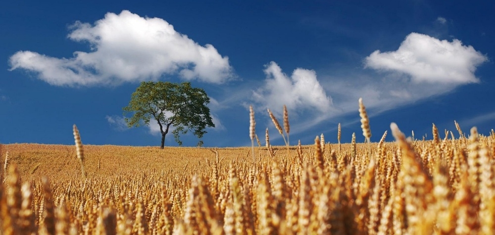 Grâul Euronext atinge maxime, exporturile franceze sub presiune Grâul Euronext atinge maxime, exporturile franceze sub presiune