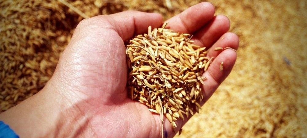 Iordania continuă seria de licitații de orz dar cu rezultate modeste Iordania continuă seria de licitații de orz dar cu rezultate modeste