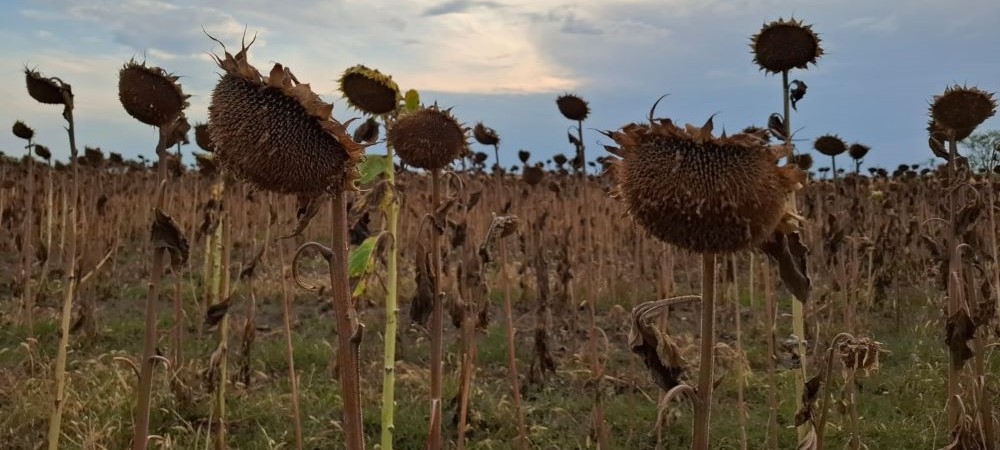 Comisia Europeană face revizuiri negative pentru semințele oleaginoase Comisia Europeană face revizuiri negative pentru semințele oleaginoase