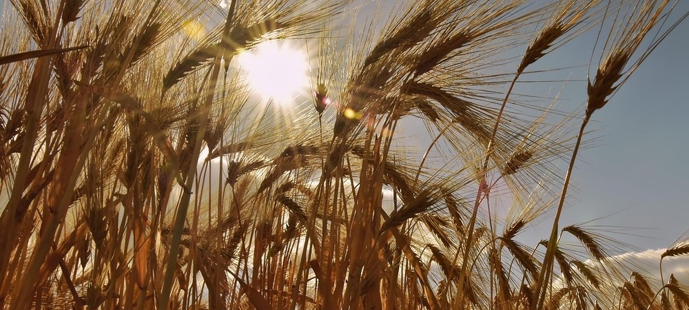 Turcia face achiziții provizorii de 250.000 tone orz furajer Turcia face achiziții provizorii de 250.000 tone orz furajer