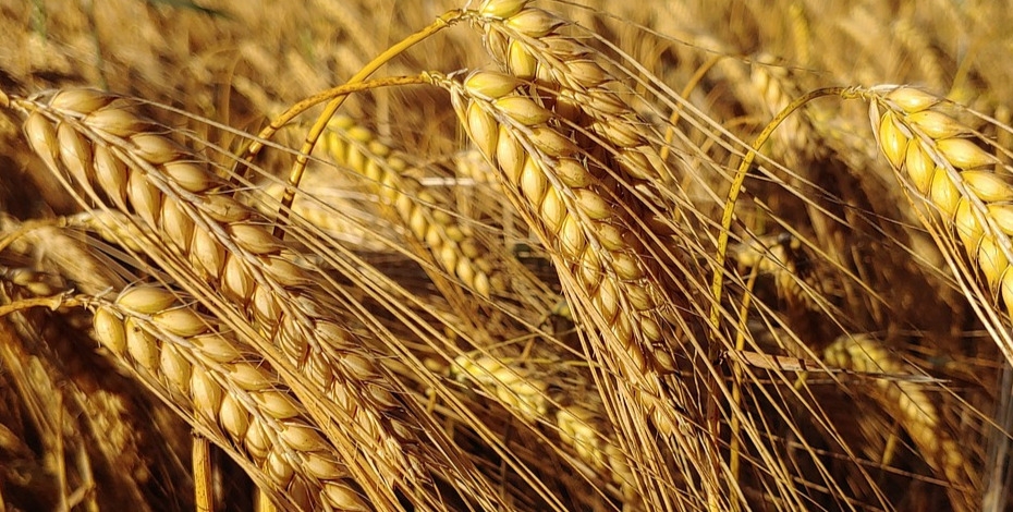 Cererea din China susține prețul orzului ucrainean Cererea din China susține prețul orzului ucrainean