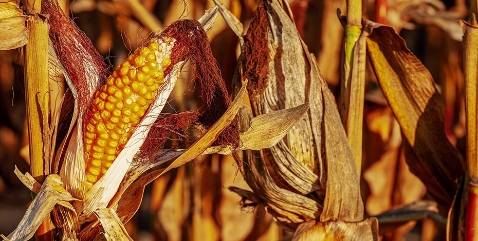 Tunisia și Iordania testează din nou piața cerealelor în contextul prețurilor în creștere Tunisia și Iordania testează din nou piața cerealelor în contextul prețurilor în creștere