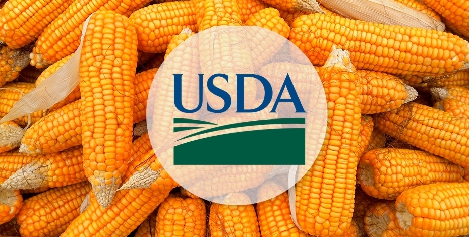 USDA a tăiat din optimism pentru producția de porumb din SUA. Potențialul de export este menținut USDA a tăiat din optimism pentru producția de porumb din SUA. Potențialul de export este menținut