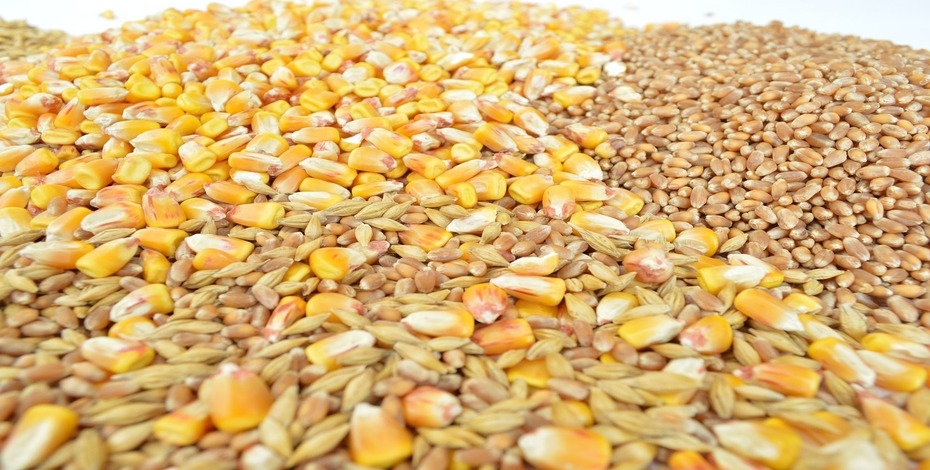 IGC: Mai multe cereale pe piața de export, dar comerțul este în scădere IGC: Mai multe cereale pe piața de export, dar comerțul este în scădere