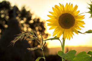 Uleiul de floarea soarelui din Ucraina revine pe piață