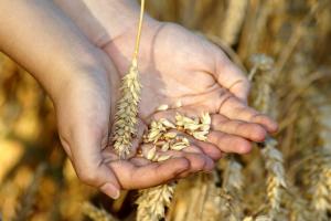 Prețurile de export ale grâului ucrainean sunt în ușoară creștere