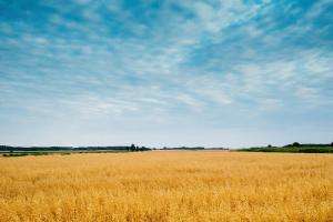 Forumul Economic Mondial reașază piețele globale de cereale