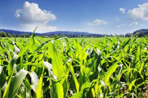 Piețele de cereale au scăzut brusc datorită prognozelor meteo