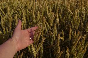 Prețul grâului rămâne susținut de o cerere puternică 