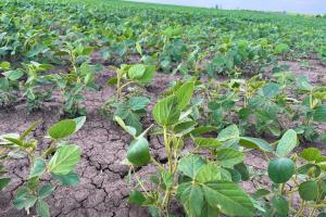 Cotațiile pentru soia CBOT și uleiurile vegetale se relaxează