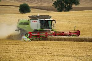 Progresul recoltării pune presiune pe prețul grâului și orzului