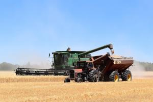 Exportul de grâu din Ucraina crește datorită progresului recoltării