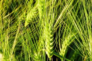 Argentina estimează o creștere a suprafeței cultivate cu grâu OMG