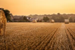 Recolta de grâu din Rusia amenință echilibrul piețelor de cereale