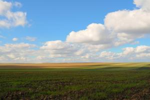 Un referendum din Ucraina propulsează cerealele la cote înalte