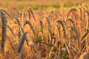 Analiza săptămânală a piețelor de cereale și semințe oleaginoase