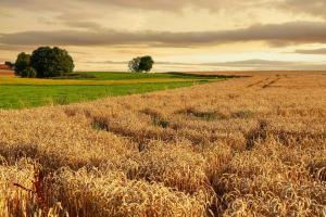 România a pierdut cota de piață la exportul de grâu în nordul Africii