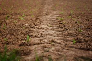 Ucraina ar putea crește suprafața plantată cu cereale