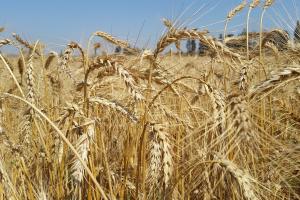 Reducerea producției de cereale în Ucraina în 2023 susține cotațiile la burse