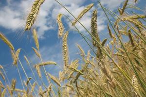 Australia anticipează o repetare a performanței la producția de cereale