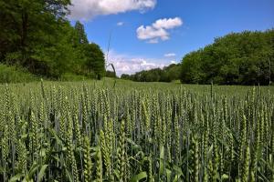 Strategie Grains reduce producția de grâu din UE pentru noul sezon 