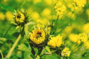 Taxa la exportul de floarea soarelui din Rusia rămâne activă