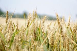 Anul 2023 rămâne cu tensiuni mari între cererea și oferta de cereale
