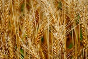 Perspectivele de piață ale grâului dur în noul sezon 