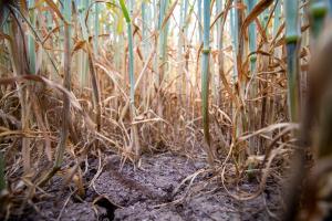 Prognozele de secetă impulsionează prețurile cerealelor