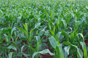 Evaluarea stării recoltei de porumb și soia din SUA este în scădere 