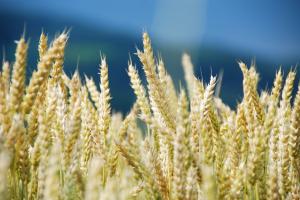 Rusia și supremația pe piața grâului în noul sezon