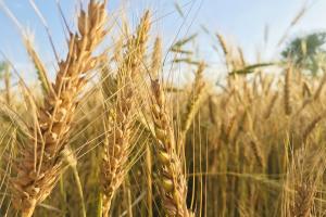 Grâul este susținut de temerile că acordul „grain deal” va fi reziliat