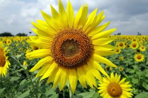 Stocurile de floarea-soarelui în Ucraina au scăzut față de iulie 2022