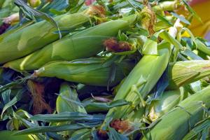 Producția de porumb din Zambia - estimată în creștere cu 23%