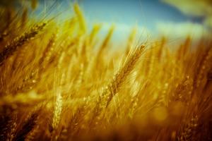 MAFF din Japonia lansează licitație pentru grâu de panificație