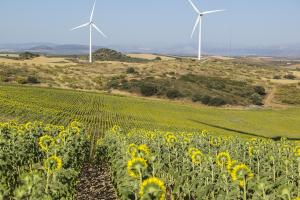 Piața semințelor oleaginoase rămâne vigilentă