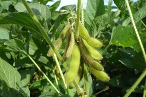 Seceta afectează producția de soia din Argentina