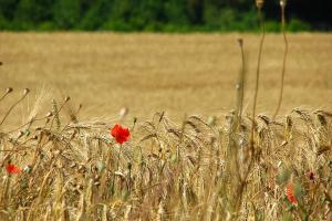 Cotațiile grâului european continuă să fie presate