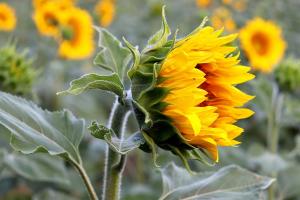 Prețurile semințelor oleaginoase s-au temperat ușor