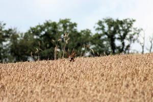 Grâul furajer cotat negativ pe piața Mării Negre