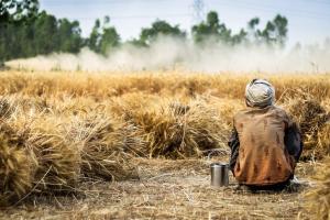 India ar putea importa grâu rusesc pentru a reduce inflația internă