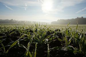 Vremea rece întârzie progresul culturilor de iarnă în regiunea Mării Negre