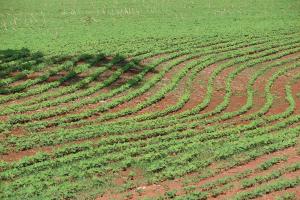 Analiza săptămânală - Piețele de oleaginoase