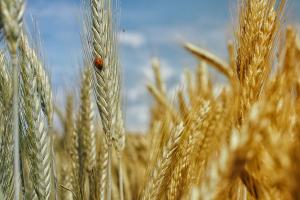 România nu introduce o interdicție națională asupra cerealor ucrainene