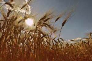 Tunisia a lansat o licitație pentru grâu de măcinat și orz