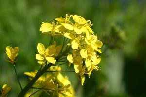 Analiza piețelor de oleaginoase - săptămâna 21 - 28 septembrie