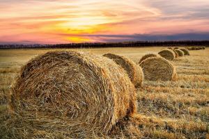 Comisia Europeană reduce producția de grâu și porumb din UE 